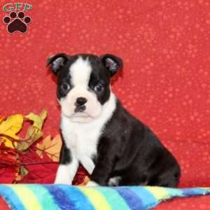 Pansy, Boston Terrier Puppy